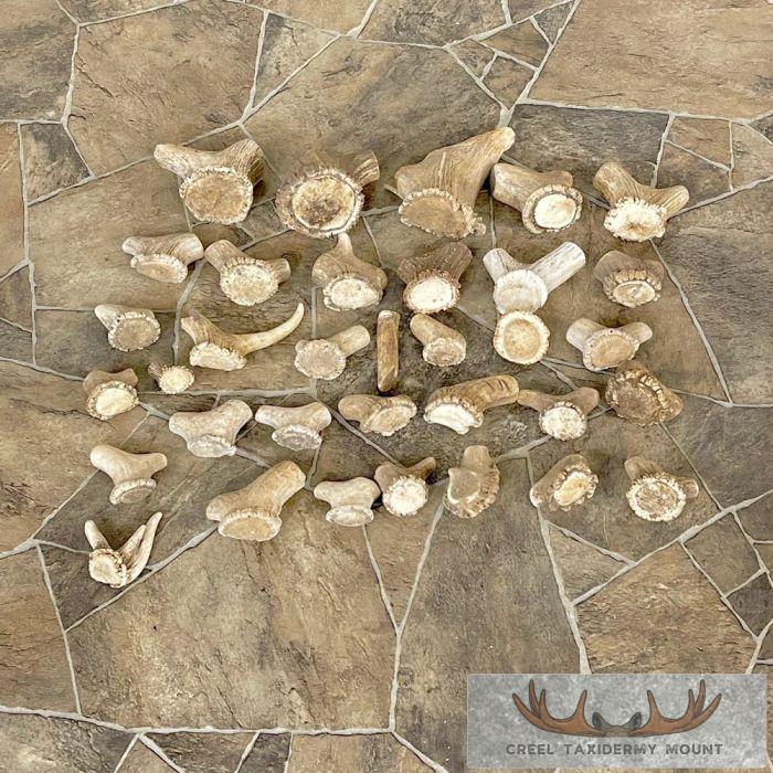 Mixed Antler Burr Craft Pack For Sale