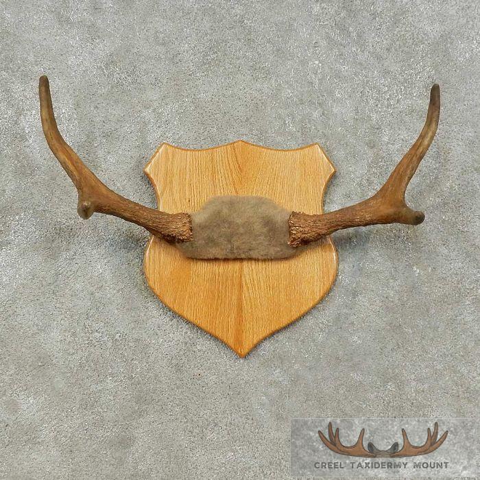 Moose Antler Plaque Taxidermy Mount For Sale