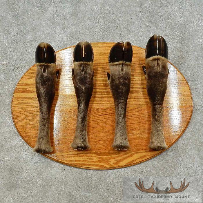 Moose Leg Coat Rack Taxidermy Mount For Sale - Creel Taxidermy