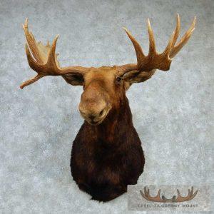 Moose Shoulder Mount - Outside Spread 50 0/8"