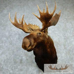 Moose Shoulder Mount - Outside Spread 43 3/8"