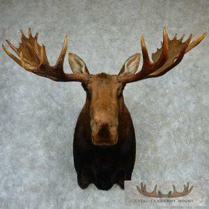 Moose Shoulder Mount - Outside Spread 59 0/8"