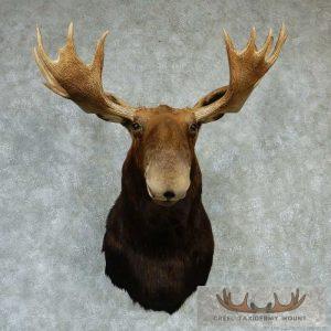 Moose Shoulder Mount - Outside Spread 45 0/8"