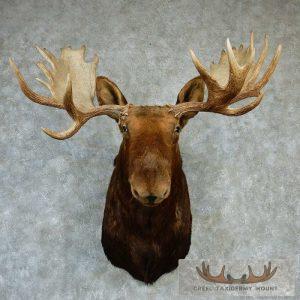 Moose Shoulder Mount - Outside Spread 54 0/8"