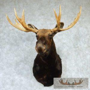 Moose Shoulder Mount - Outside Spread 47 3/8"