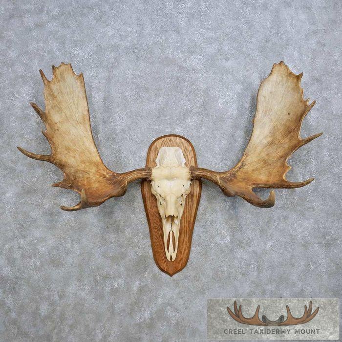 Moose Skull & Antler European Taxidermy Mount For Sale
