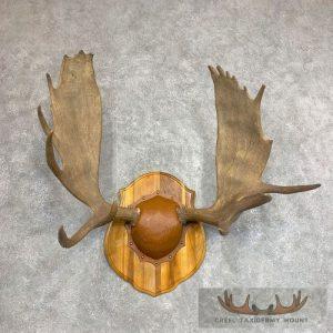 Moose Antler Taxidermy Plaque Taxidermy