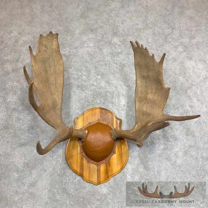 Moose Antler Taxidermy Plaque For Sale