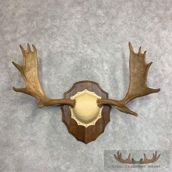 Moose Antler Taxidermy Plaque For Sale