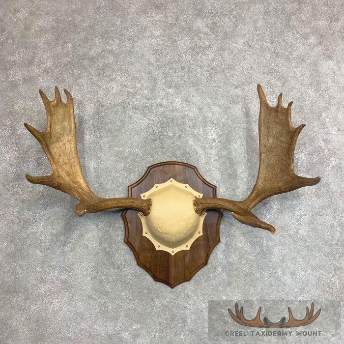 Moose Antler Taxidermy Plaque For Sale