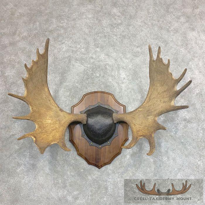 Moose Antler Taxidermy Plaque For Sale