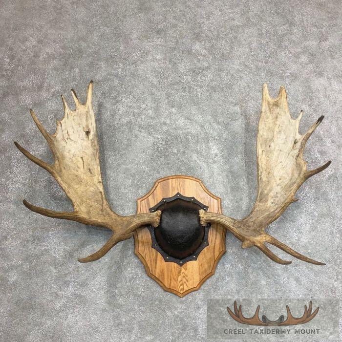 Moose Antler Taxidermy Plaque For Sale