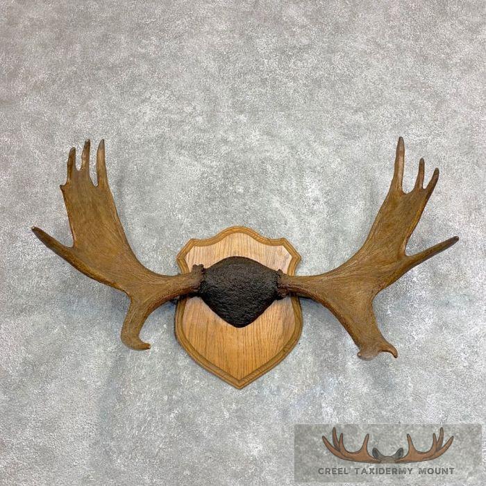 Moose Antler Taxidermy Plaque For Sale
