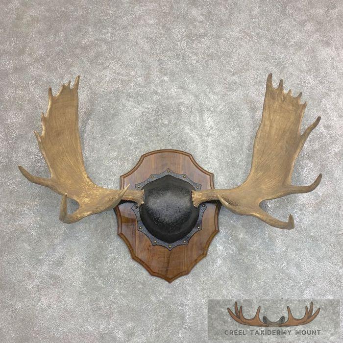 Moose Antler Taxidermy Plaque For Sale