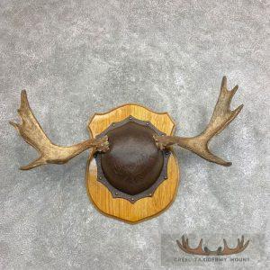 Moose Antler Taxidermy Plaque Taxidermy