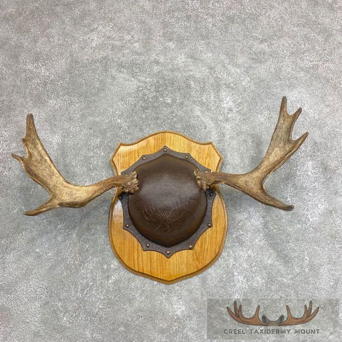 Moose Antler Taxidermy Plaque For Sale