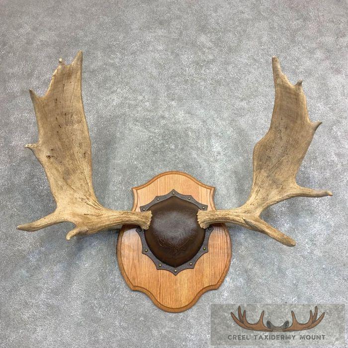 Moose Antler Taxidermy Plaque For Sale