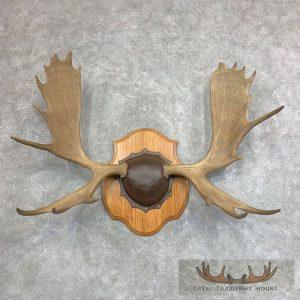 Moose Antler Taxidermy Plaque Taxidermy