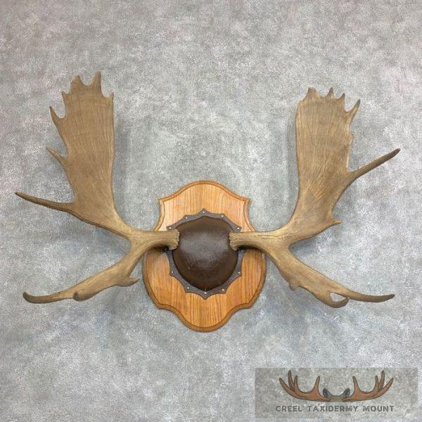 Moose Antler Taxidermy Plaque For Sale