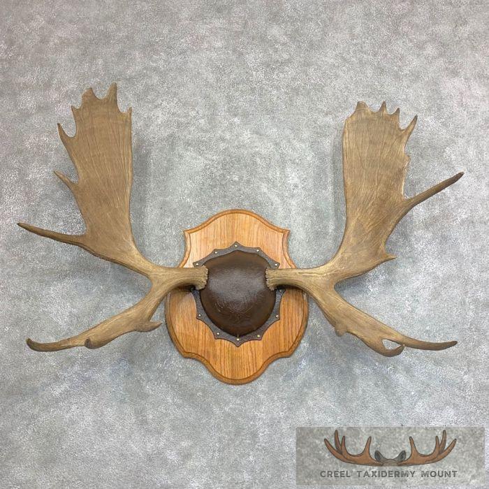 Moose Antler Taxidermy Plaque For Sale