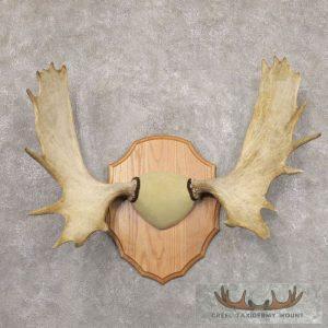 Moose Antler Taxidermy Plaque Taxidermy
