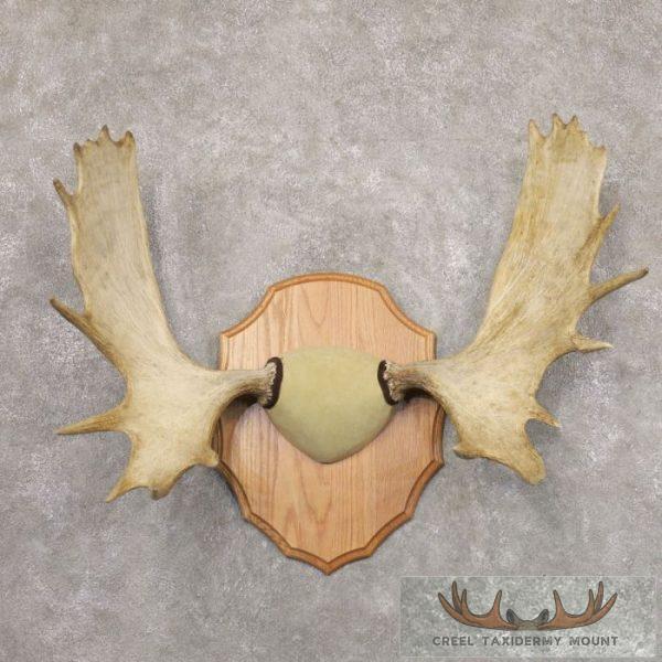 Moose Antler Taxidermy Plaque For Sale