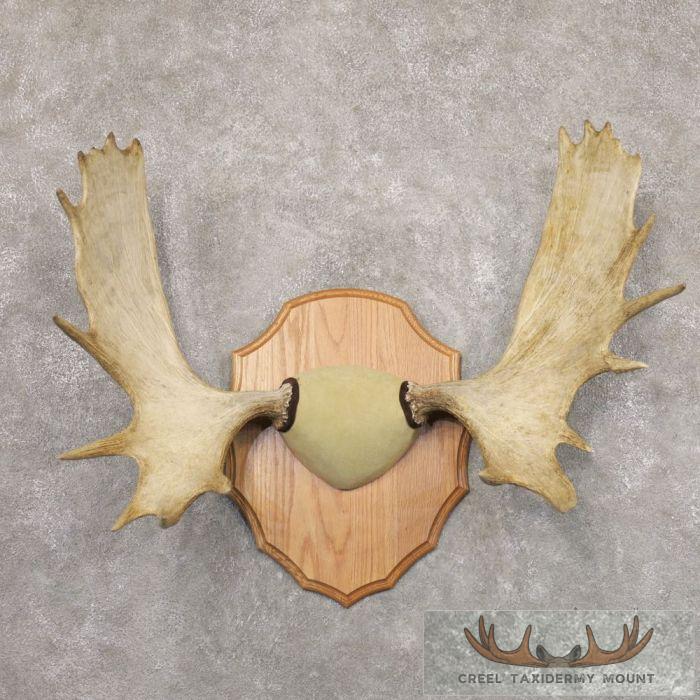 Moose Antler Taxidermy Plaque For Sale