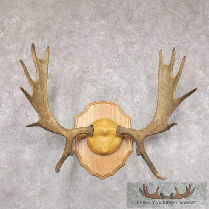 Moose Taxidermy Antler Plaque For Sale