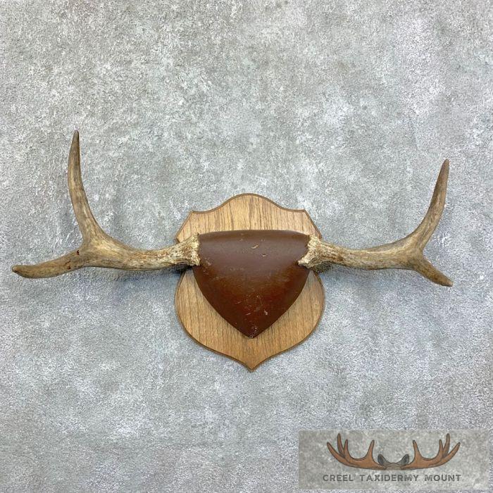 Moose Antler Taxidermy Plaque For Sale