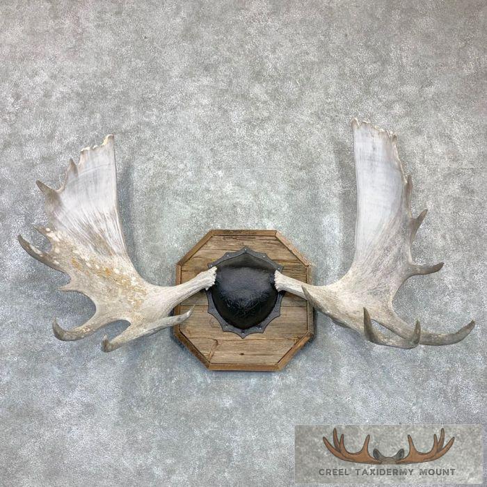Moose Antler Taxidermy Plaque For Sale