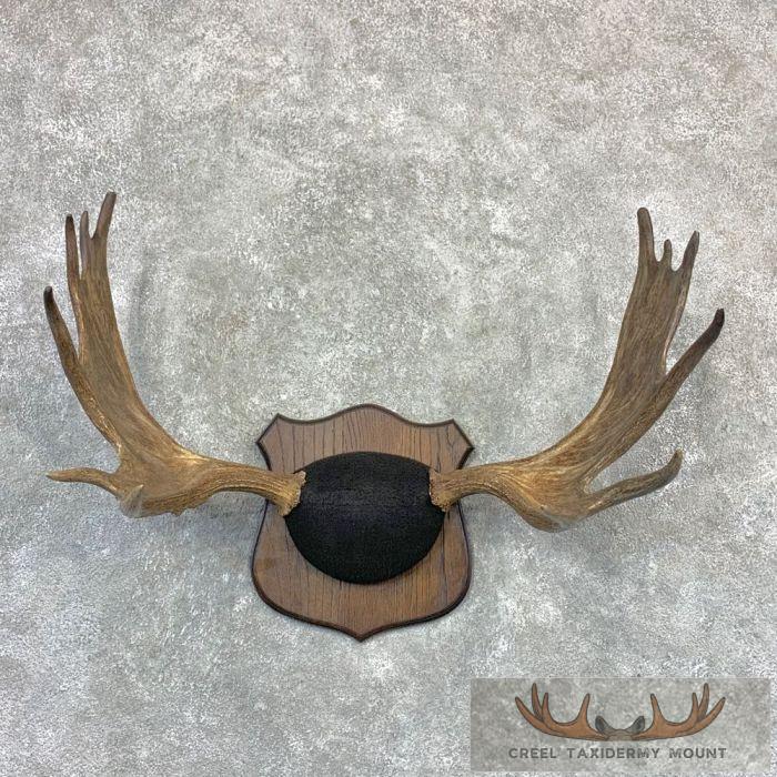 Moose Antler Taxidermy Plaque For Sale