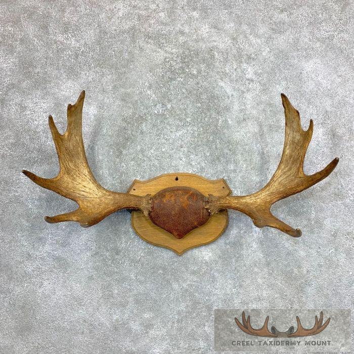 Moose Antler Taxidermy Plaque For Sale