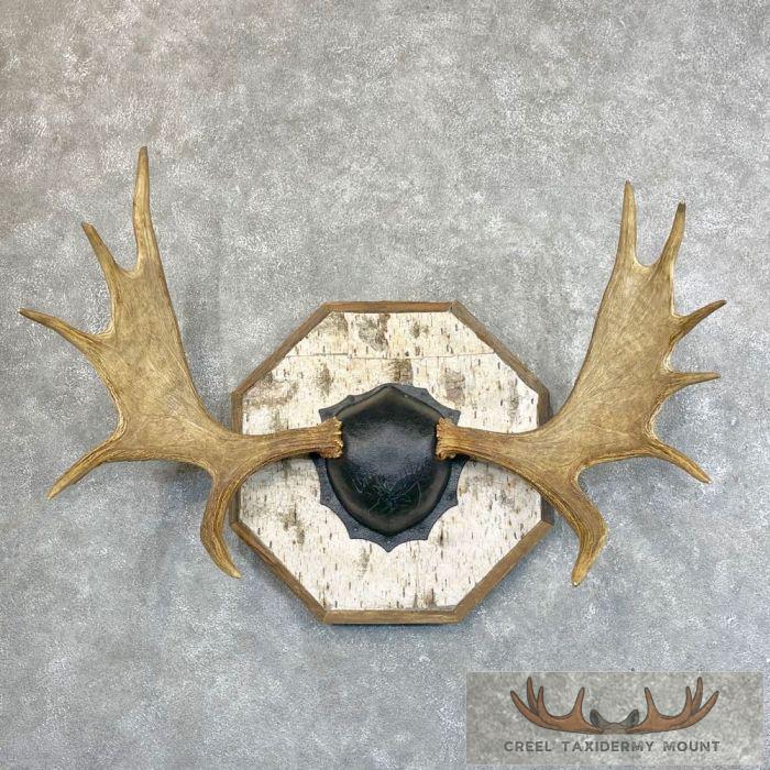 Maine Moose Antler Taxidermy Plaque For Sale