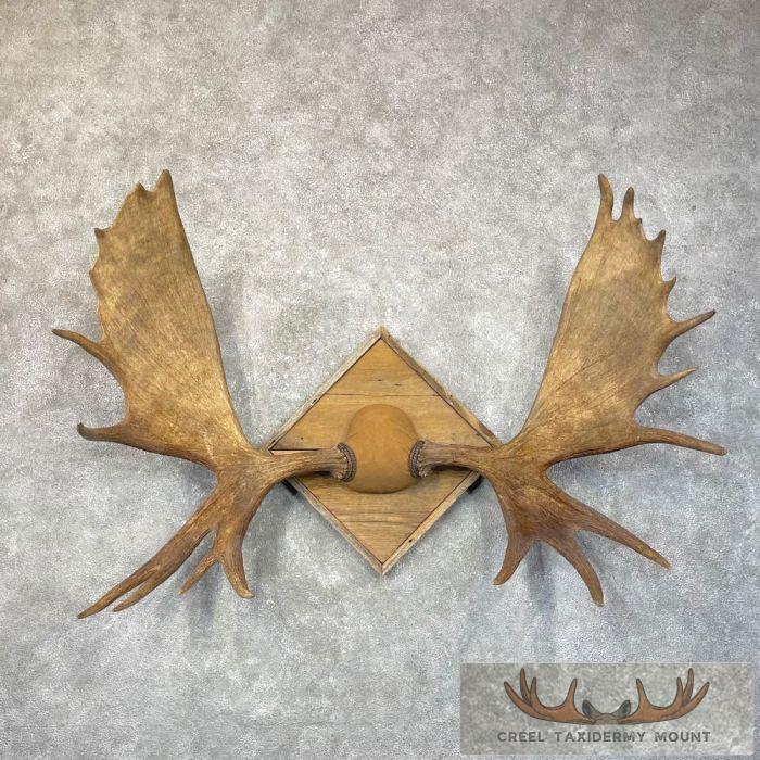 Moose Antler Taxidermy Plaque For Sale