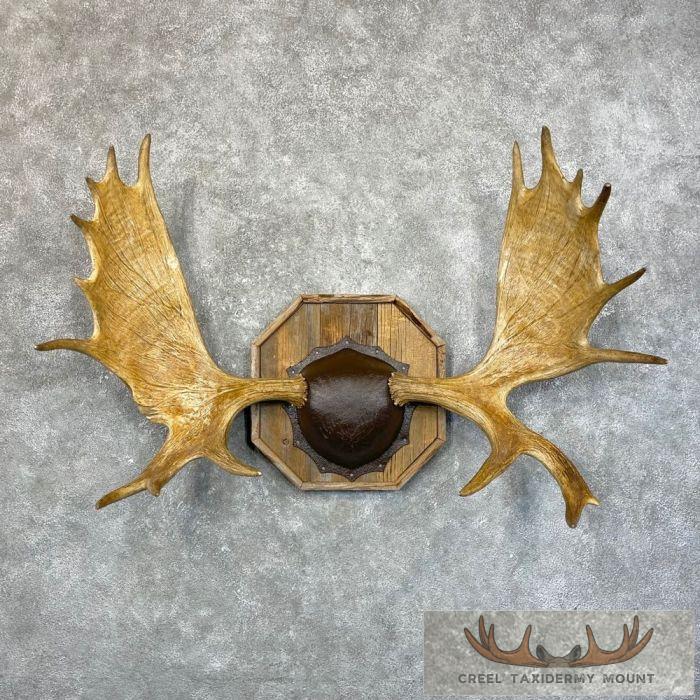 Canadian Moose Antler Taxidermy Plaque For Sale