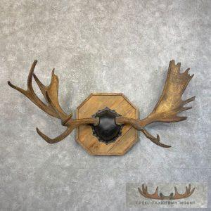 Moose Antler Taxidermy Plaque Taxidermy