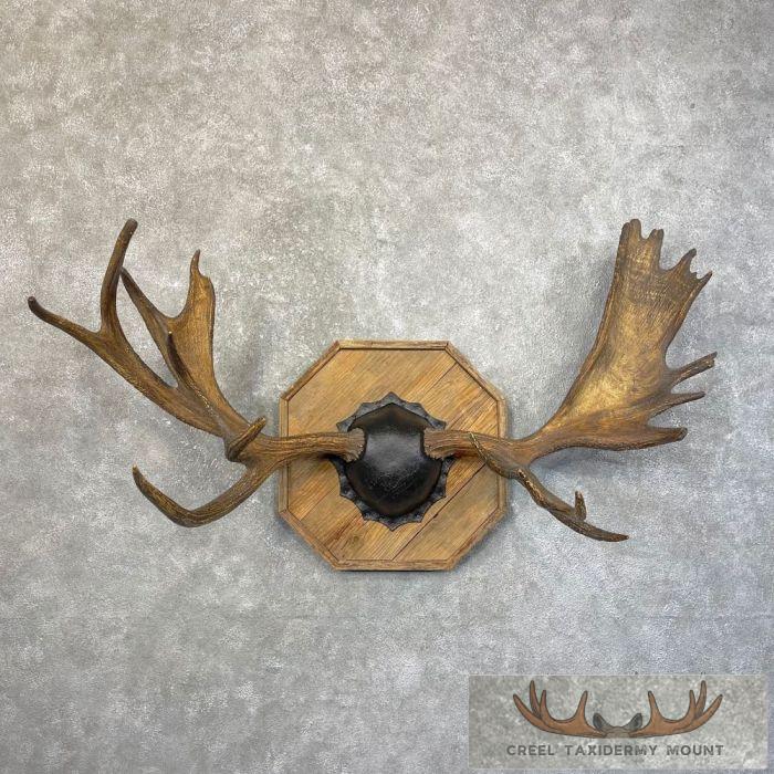 Moose Antler Taxidermy Plaque For Sale