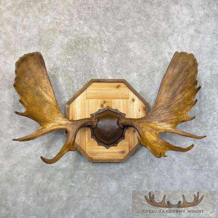 Moose Antler Taxidermy Plaque For Sale