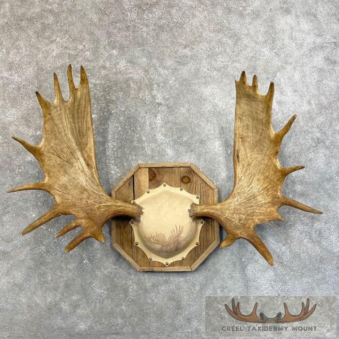 Moose Antler Taxidermy Plaque For Sale