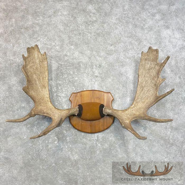 Moose Antler Taxidermy Plaque For Sale