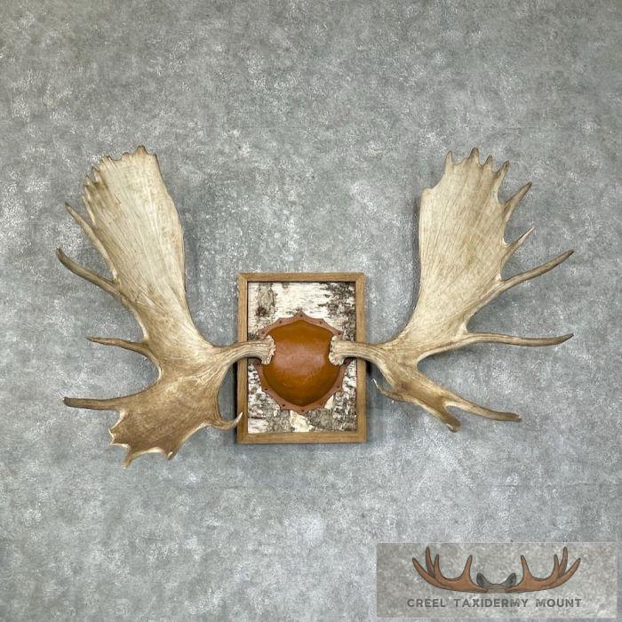 Western Canada Moose Antler Taxidermy Plaque For Sale