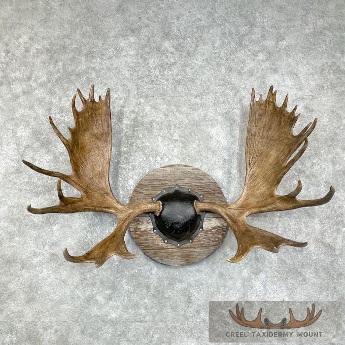 Moose Antler Taxidermy Plaque For Sale