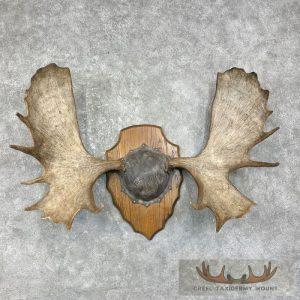 Moose Antler Taxidermy Plaque Taxidermy