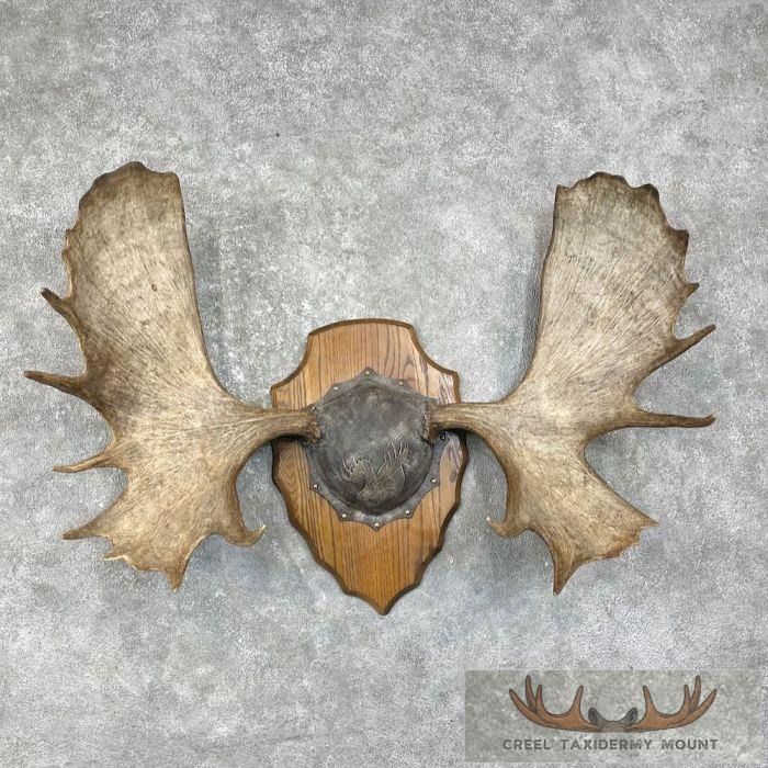 Moose Antler Taxidermy Plaque For Sale