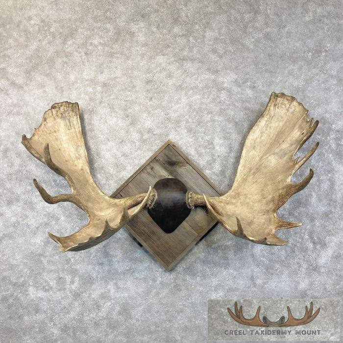 Moose Antler Taxidermy Plaque For Sale
