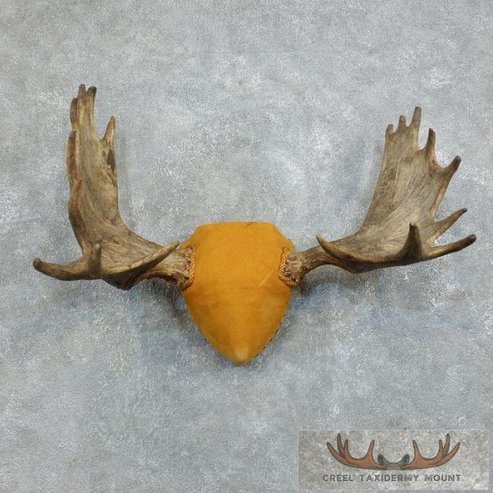 Moose Antler Plaque Taxidermy Mount For Sale