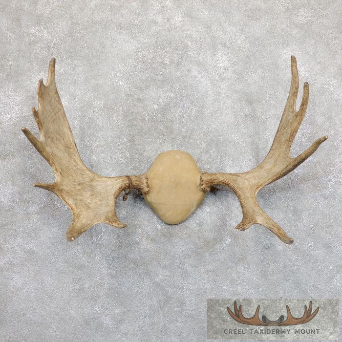 Moose Antler Plaque Taxidermy Mount For Sale