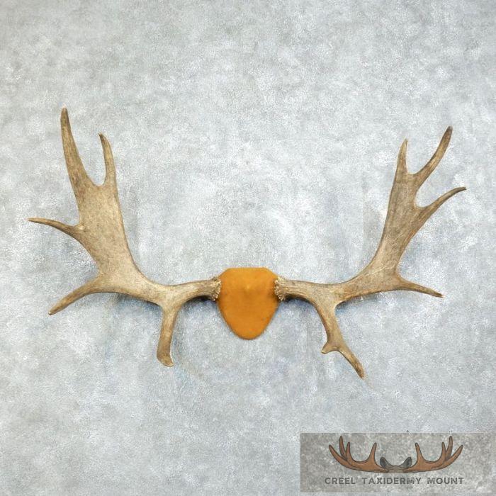 Moose Antler Plaque Taxidermy Mount For Sale