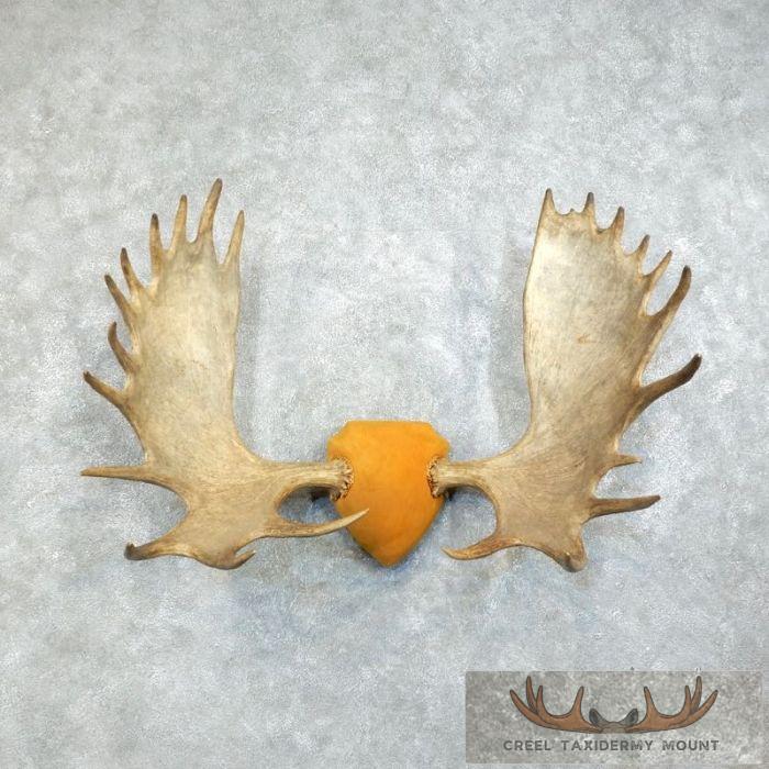 Moose Antler Plaque Taxidermy Mount For Sale