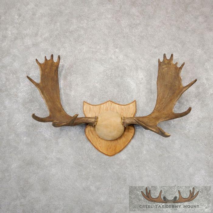 Moose Antler Plaque Taxidermy Mount For Sale
